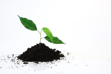 new life - Three young green leaf on white background