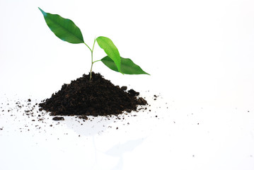 new life - Three young green leaf on white background
