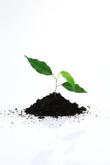 new life - Three young green leaf on white background