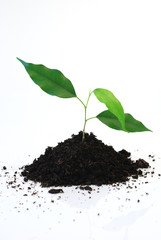 new life - Three young green leaf on white background