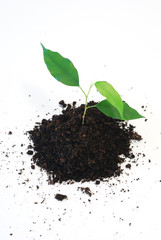 new life - Three young green leaf on white background