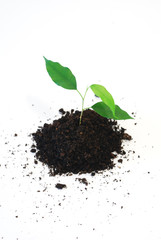 new life - Three young green leaf on white background