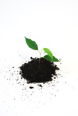 new life - Three young green leaf on white background