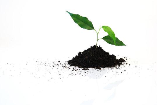 new life - Three young green leaf on white background