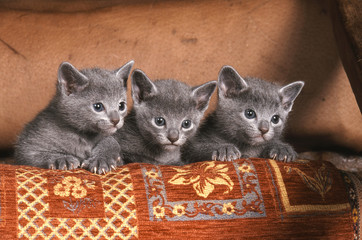 trois petits chatons bleu russe