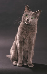 regard curieux du bleu russe