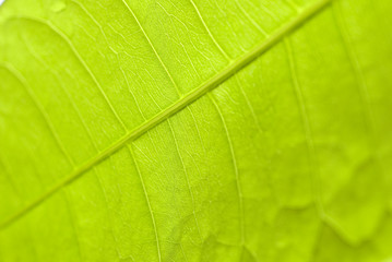 Fototapeta na wymiar zielony liść makro, botaniczne tło