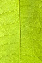 green  leaf macro, botanical background