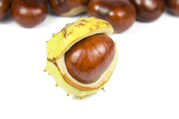 Brown chestut in yellow shell onver white