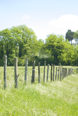 Large field. Focus on grass on foreground. Orientation portrait