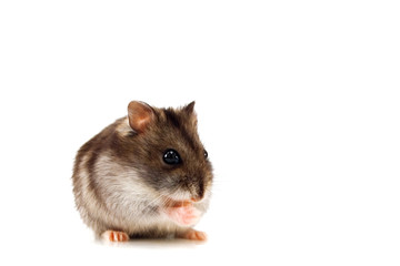 gray mouse isolated on white