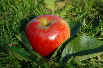 pomme rouge sur gazon vert