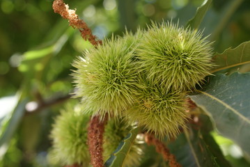 Castagne