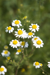 green field. Focus on flowers