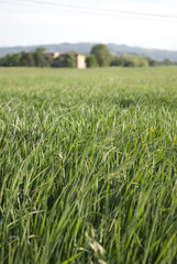 Large field. Focus on grass