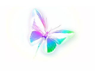 papillon