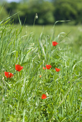 Field full of poppies flowers.