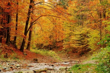 Türaufkleber Bäume Herbst im Wald