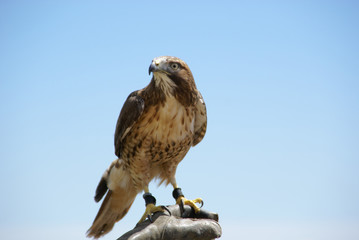 Greifvogel