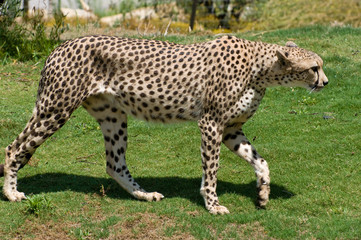 adult cheetah walking on all fours over grass