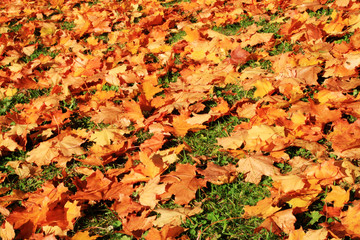 Autumn carpet