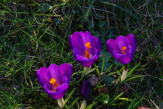 Fr&uuml;hling, Drei lila Kroskusse auf einer Wiese