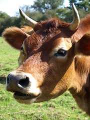 vache jersiaise