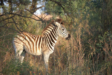 Single zebra standing next to the road in a South Africa