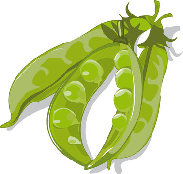 Vector Figure Of Pods Of Green Peas On A White Background