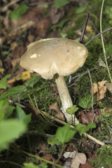 champignon