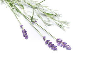 Fototapeta premium sprigs of fresh lavender on white background.