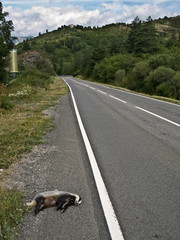 Road Kills