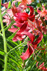 Opened pink lilies in green garden