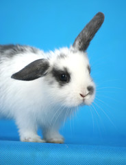 The lovely rabbit on a blue background