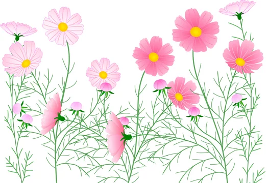 コスモスイラスト Stock Illustration Adobe Stock コスモスイラスト Stock Illustration Adobe Stock