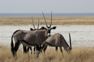 Oryx Antilopen (Oryx gazella) im Etosha Nationalpark, Namibia