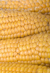 Organic grown corn knob close up image