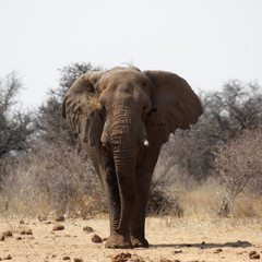 Elefant im Etosha Nationalpark, Namibia