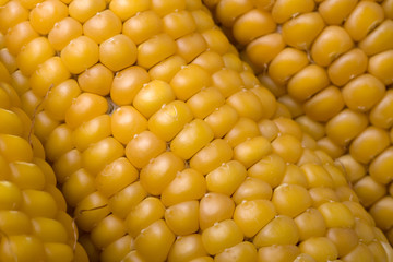 Organic grown corn knobs close up background image