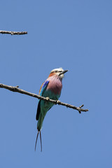 Gabelracke (Coracias caudata) im Okavango Delta, Botswana