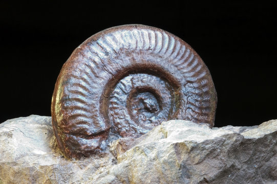 fossile