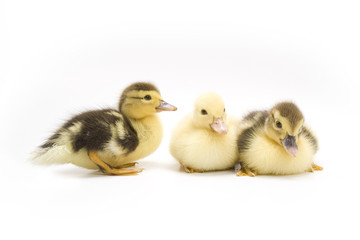 Ducklings isolated on white background