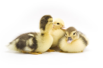 Ducklings isolated on white background