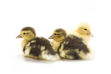 Ducklings isolated on white background