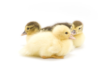 Ducklings isolated on white background