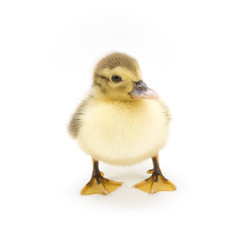 Duckling isolated on white background