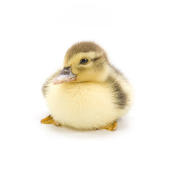 Duckling isolated on white background