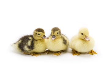 Ducklings isolated on white background