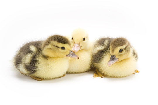 Ducklings isolated on white background