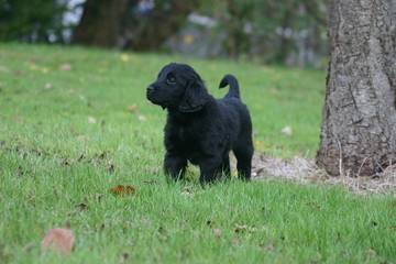 jeune flat coated retriever au regard attentif